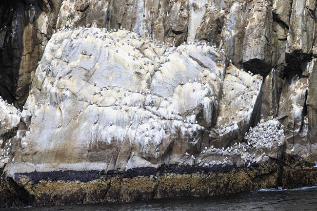 USA, Alaska, Seward, Resurrection Bay, vista su un grande gruppo di Kittiwake dalle gambe nere (Rissa tridactyla) su una roccia — Foto stock