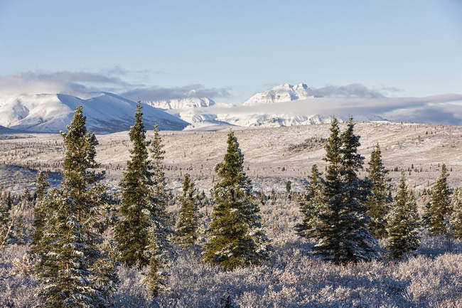 Abeti nel Parco Nazionale di Denali, Alaska, USA — Foto stock