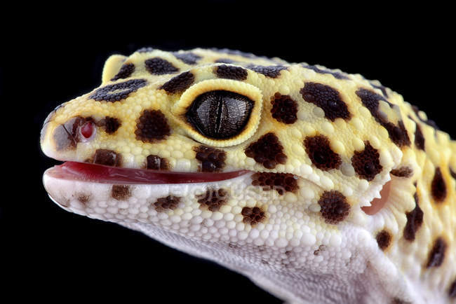 Tête de gecko léopard sur fond noir — Photo de stock