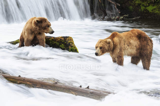 Два бурых медведя кормятся в Брукс Фоллс, Национальный парк Катмай, Аляска, США — стоковое фото
