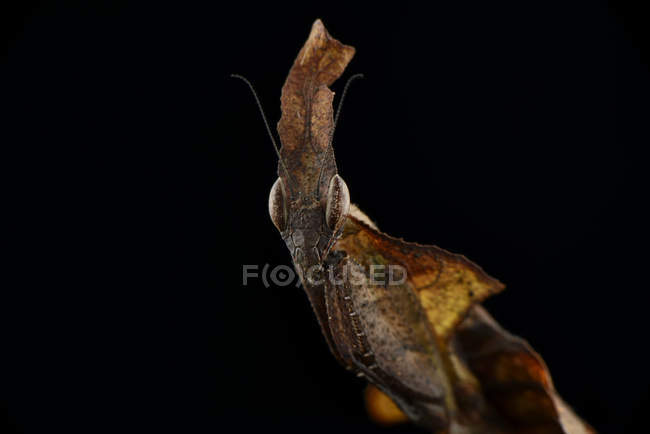 Fantasma Mantis, Phyllocrania paradoxa, delante de fondo negro - foto de stock