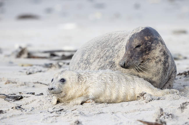 Взрослый серый тюлень и серый щенок на пляже днем, остров Дуэне, Гельголанд, Германия — стоковое фото