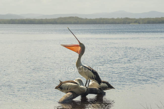 Австралия, Новый Южный Уэльс, Национальный парк Майолл Лейкс, пеликаны сидят на бревне в воде — стоковое фото