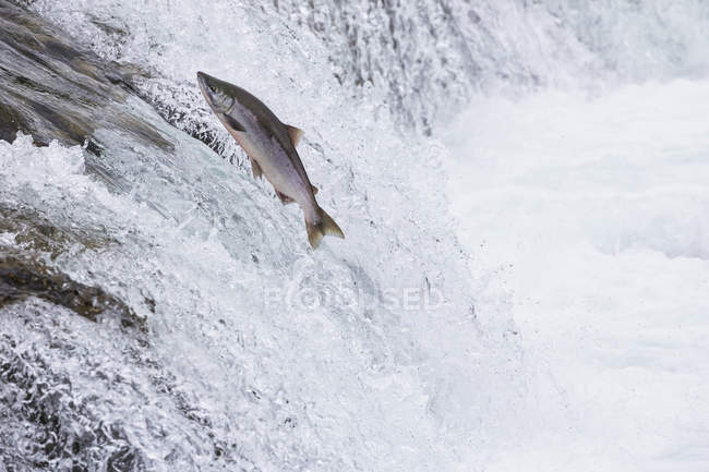 Alaska, Stati Uniti d'America, salmone, Katmai Nationalpark, King Salmon, Brooks Falls eseguire contro acqua — Foto stock