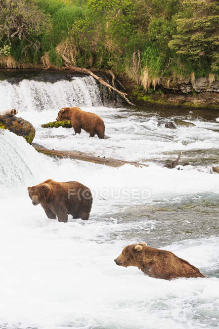 Три бурых медведя кормятся в Брукс Фоллс, Национальный парк Катмай, Аляска, США — стоковое фото