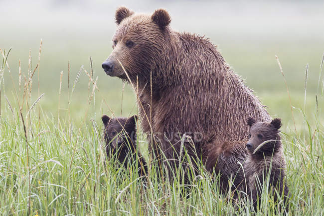 Urso castanho com filhotes em pé no Parque Nacional Lake Clark e Preserve, Alasca EUA — Fotografia de Stock