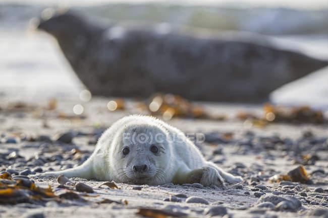 Bonito filhote de cachorro de foca cinza deitado na praia de telha durante o dia, Duene Island, Helgoland, Alemanha — Fotografia de Stock