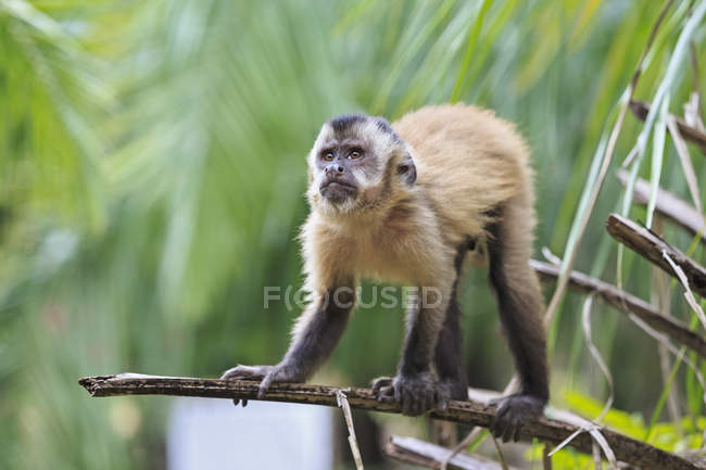 Primo piano della scimmia cappuccina seduta su ramo di albero verde durante il giorno — Foto stock