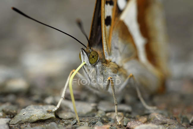 Lila Kaiser, apatura iris, Nahaufnahme von Schmetterling, der auf Erde sitzt — Stockfoto