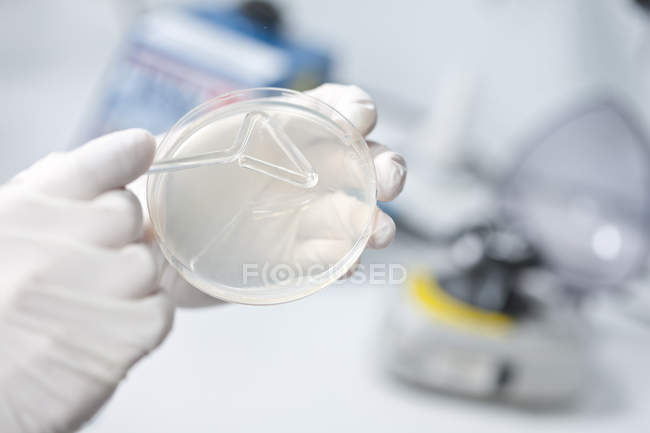 Joven científico examinando bacterias en petri desh - foto de stock