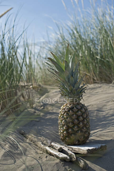 Primo piano di ananas e legni alla deriva sulle dune della spiaggia — Foto stock