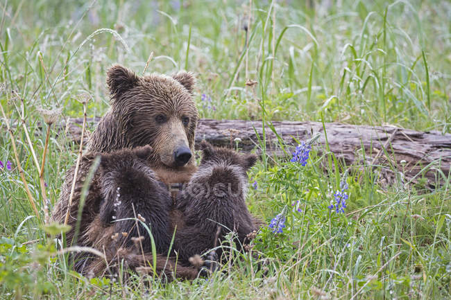 Mãe parda urso alimentando filhotes de urso em grama verde com flores no Parque Nacional Lake Clark e Preserve, Alasca, EUA — Fotografia de Stock