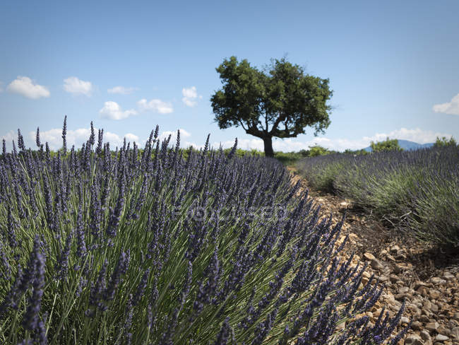 France, Provence, Plateau de Valensole, Champ de lavande, Lavandula pendant la journée — Photo de stock