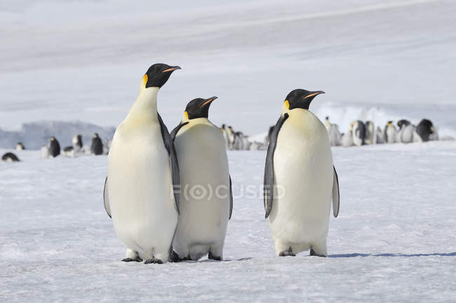 Antarctica, Antarctic Peninsula, Snow Hill Island, three Emperor Penguins (Aptenodytes forsteri) in front of animal group — photography, background - Stock Photo | #181947678 Antarctica, Antarctic Peninsula, Snow Hill Island, three Emperor Penguins (Aptenodytes forsteri) in front of animal group — photography, background - Stock Photo | #181947678