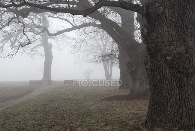 Veduta degli alberi nel nebbioso Jenischpark di giorno, Amburgo, Germania — Foto stock