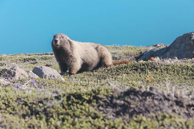 Estados Unidos, Washington State, Marmota en el Parque Nacional Mt Rainier - foto de stock