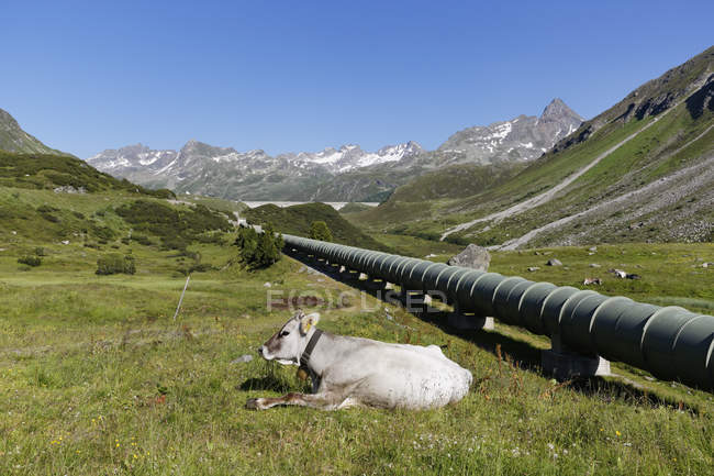 Austria, Vorarlberg, Vermunt, Bielerhohe, Cow lying by water supply pipe from Silvretta dam — Stock Photo
