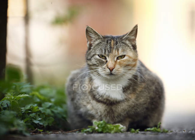 Tabby-Katze liegt am Wegesrand und blickt in Kamera — Stockfoto