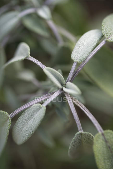 Close-up of sage plant growing in garden — Stock Photo