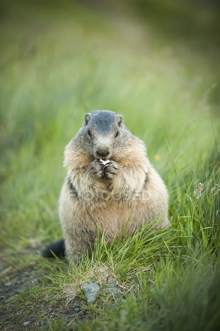 Austria, Carintia, Kaiser-Franz-Josefs-Hoehe, marmota alpina comiendo en la hierba - foto de stock