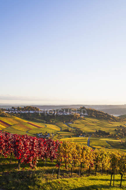 Germany, Baden-Wuerttemberg, Stuttgart, view over grapevines to Rotenberg — Stock Photo
