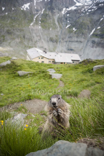 Austria, Carintia, Kaiser-Franz-Josefs-Hoehe, marmota alpina (marmota marmota) comiendo - foto de stock