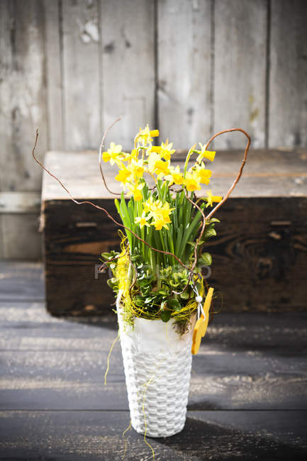 Narzisse (Narzissus pseudonarcissus) in einer Vase — Stockfoto