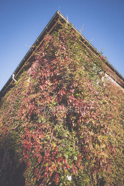 Вигляд знизу Плющ зростає на стіні в Jenischpark, м. Гамбург, Німеччина — стокове фото