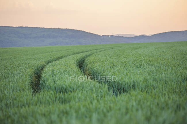 Germany, Rhineland-Palatinate, Wheat field in early summer — Stock Photo