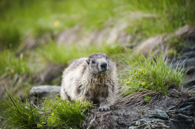 Austria, Carintia, Kaiser-Franz-Josefs-Hoehe, curiosa marmota alpina en hierba - foto de stock