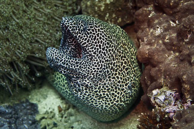 Murena Gigante Accanto Al Corallo Sott'acqua — Mare, Anguilla Murena ...