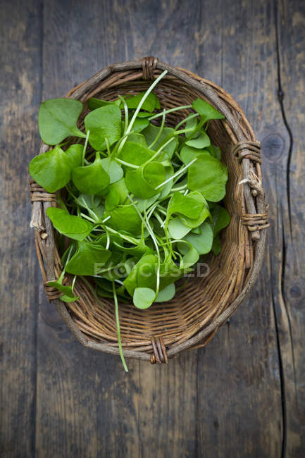 Basket of winter purslane leaves on dark wooden table — Stock Photo