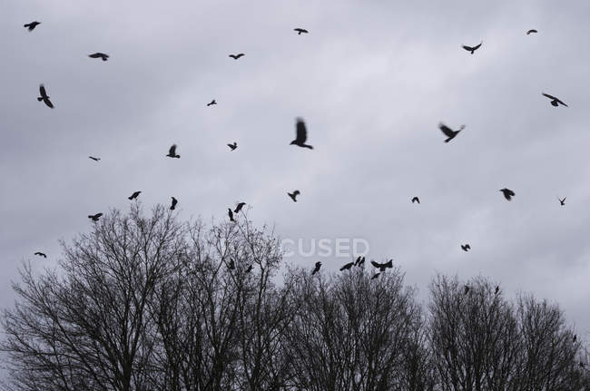 Rebanho de corvos voando acima das árvores, na frente de nuvens de chuva no inverno — Fotografia de Stock