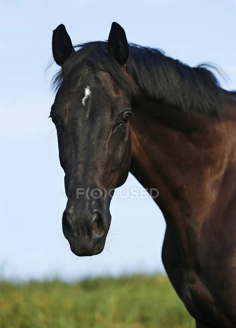 Westphalian horse - Stock Photos, Royalty Free Images | Focused