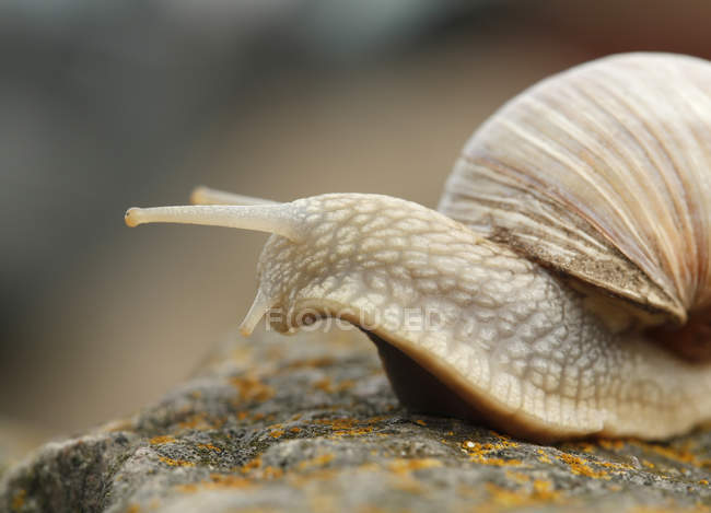 Essbare Schnecke (helix pomatia) kriecht auf Stein, Nahaufnahme — Stockfoto