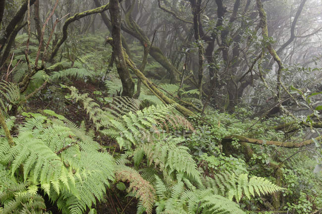 Spain, Canary Islands, La Palma, Cumbre Nueva, Cloud forest  during daytime — Stock Photo