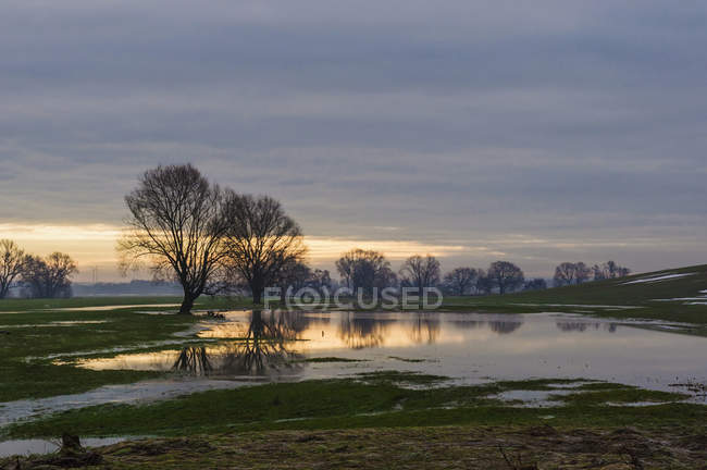 Германия, Саксония, затопленный пейзаж зимой с деревьями на заднем плане — стоковое фото