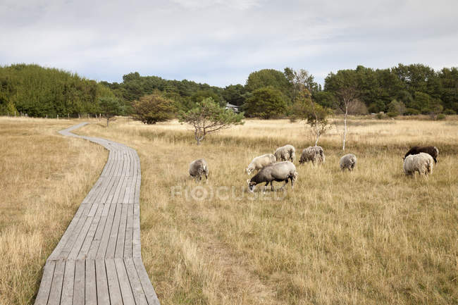 Germania, Meclemburgo-Pomerania occidentale, Ruegen, Kreptitz Heath Nature Reserve, passerella in legno e pecore — Foto stock