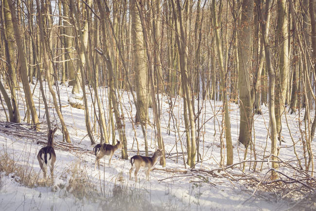 Стадо оленей, идущих в зимнем лесу — стоковое фото