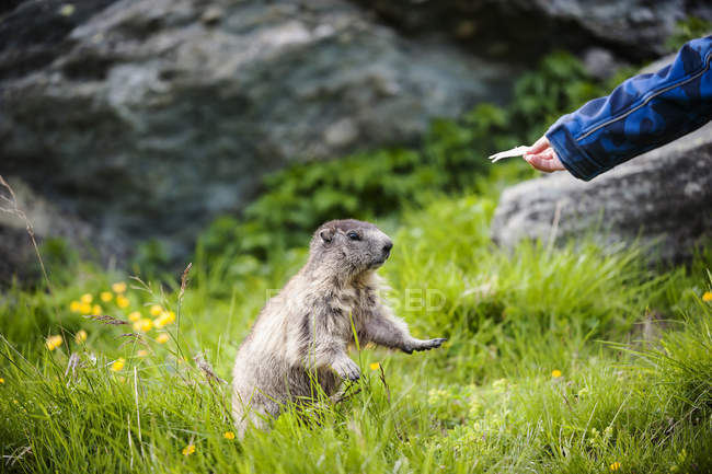 Austria, Carintia, Kaiser-Franz-Josefs-Hoehe, niño alimentando marmota alpina (marmota marmota ) - foto de stock