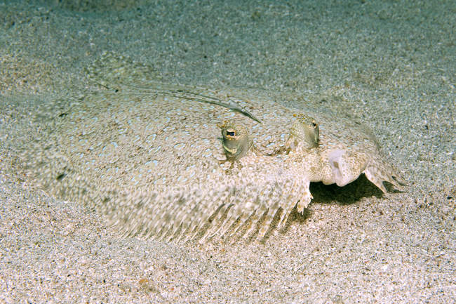 Caraibi, Antille, Curacao, Westpunt, Peacock Flounder, Bothus lunatus — Foto stock