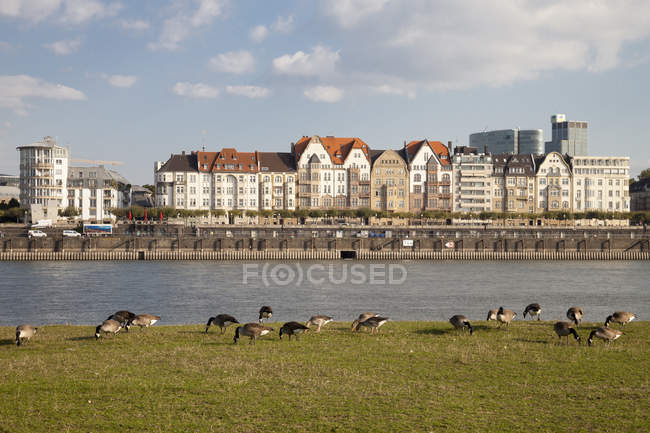 Alemanha, Renânia do Norte-Vestefália, Duesseldorf, gansos na margem do rio Reno — Fotografia de Stock