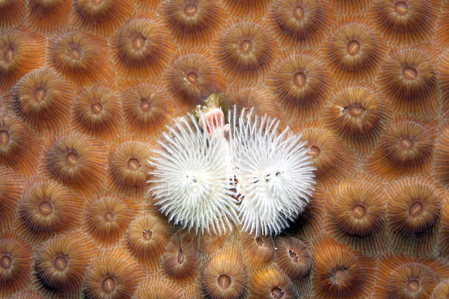 Caribbean, Antilles, Curacao, Westpunt, Christmas tree worm, Spirobranchus giganteus, on False Knob Coral, Montastrea cavernosa — Stock Photo