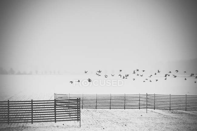 Alemanha, Mecklemburgo-Pomerânia Ocidental, Ruegen, gansos cinzentos voando no inverno — Fotografia de Stock