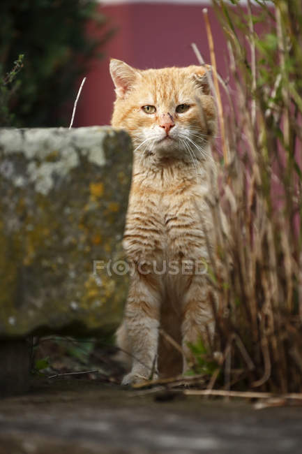 Tomboy sitting behind a stone trough — Stock Photo