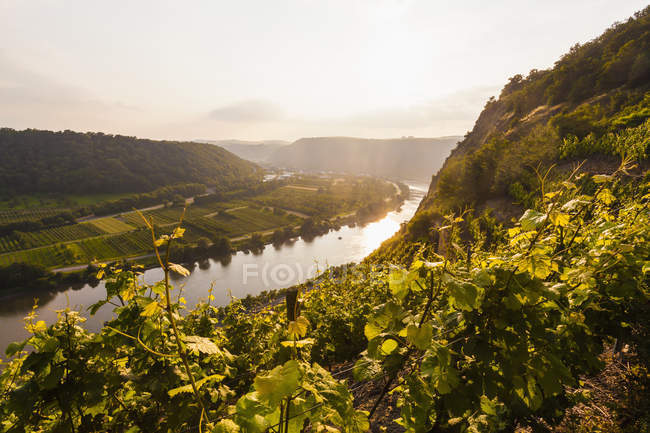 Germania, Reno-Palatinato, Veduta sulla valle della Mosella vicino a Dieblich, vigneti sul fiume Mosella — Foto stock