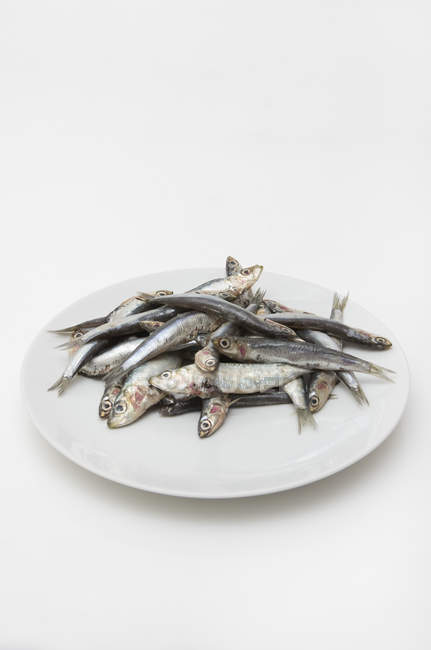 Plate of fresh anchovies on white background — Stock Photo