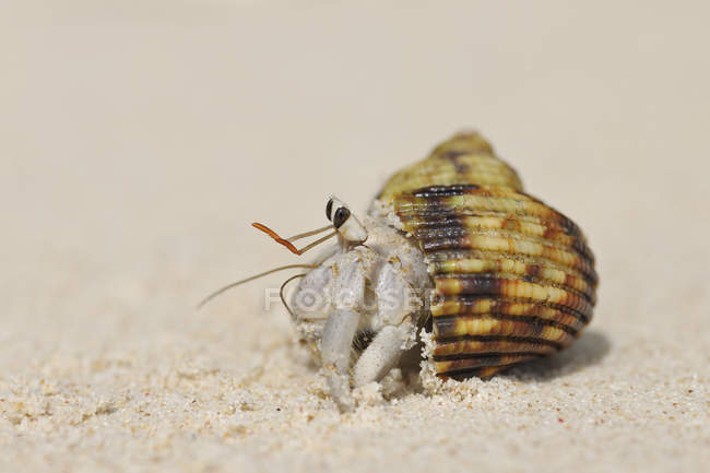 Ermite crabe sur la plage de sable, gros plan — Photo de stock