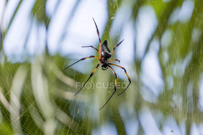 Aranha de seda (Nephila inaurata) vista close-up pendurado na web — Fotografia de Stock