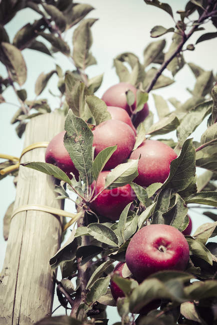Gros plan sur les pommes mûres poussant sur les arbres — Photo de stock
